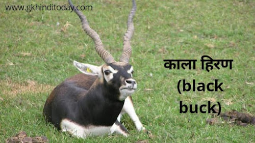 Black buck in hindi general knowledge