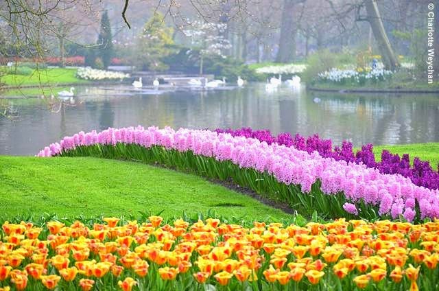 Keukenhof, Holland - the best spring garden in the world?