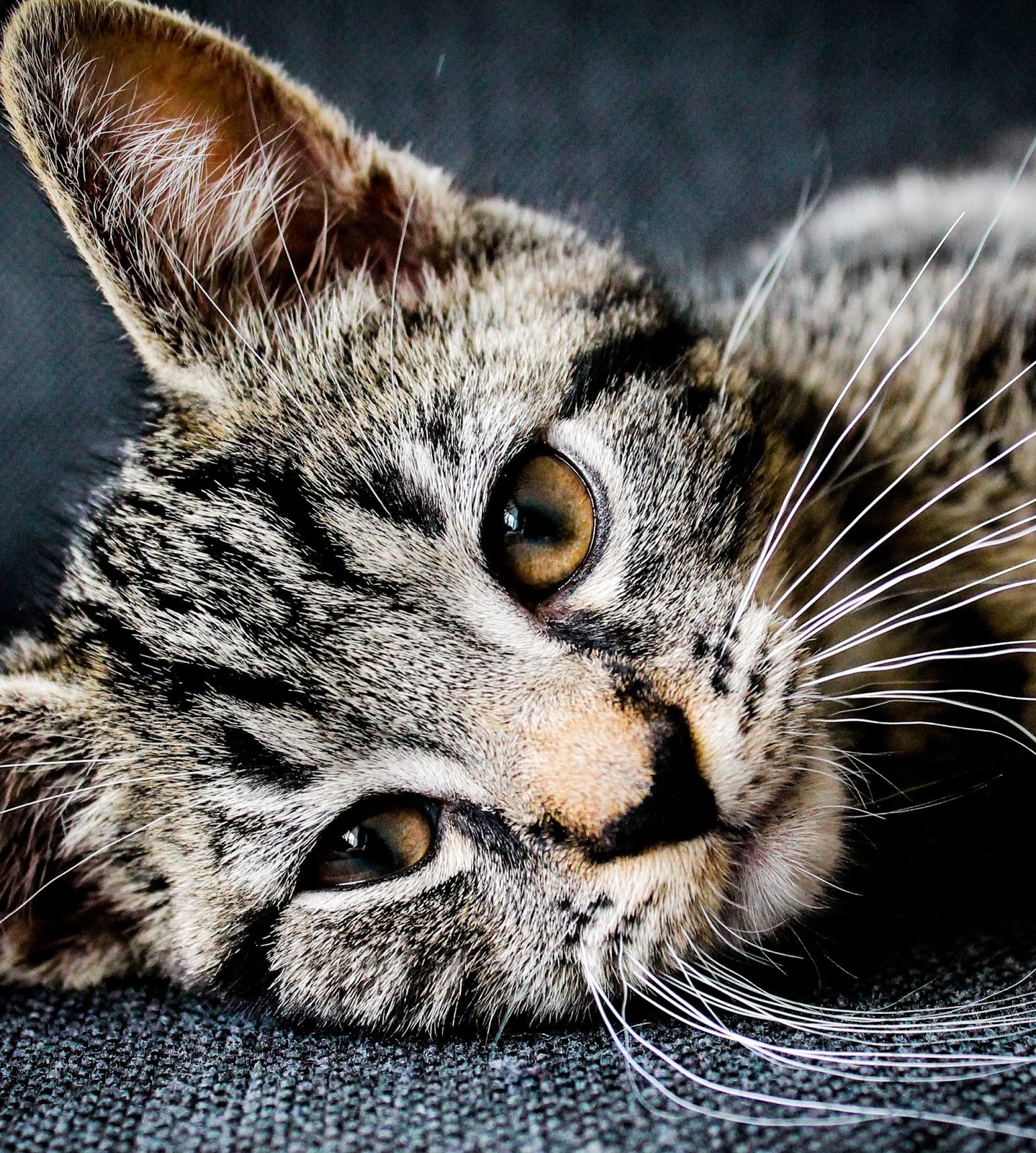 Featured image of post Cat Couple Dps - See more of cute couple dps on facebook.