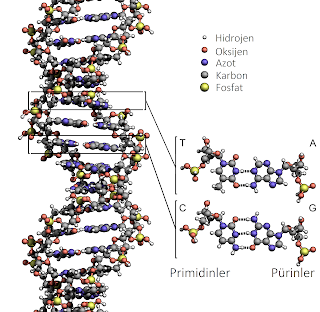 DNA molekülünün bilgisayar modellemesi. Adenin, timin, guanin ve sitozin çiftleşmeleri ve moleküler yapıları ayrıntılı olarak görülebilmektedir.