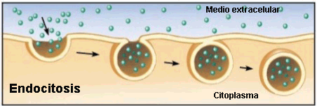 Proceso de endocitosis Proceso de endocitosis