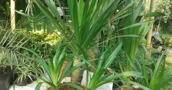 Wahyu Garden Bali Taman Bunga Pohon Palem Bali