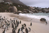 RSA-Penguin beach 3