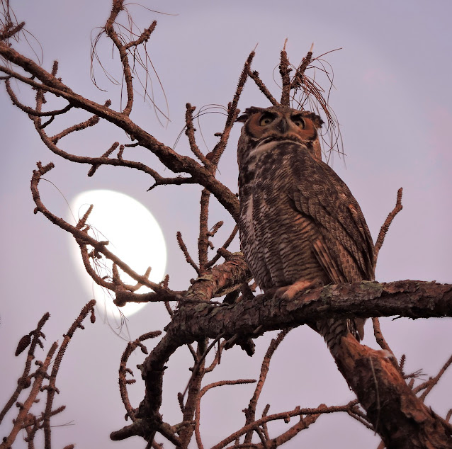 Suara Burung Celepuk Jawa Celepuk Jawa Javan Scops Owl Otus