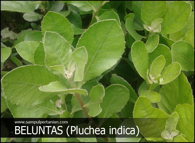 Beluntas Menghilangkan Bau Badan Secara Alami Dan Tradisional