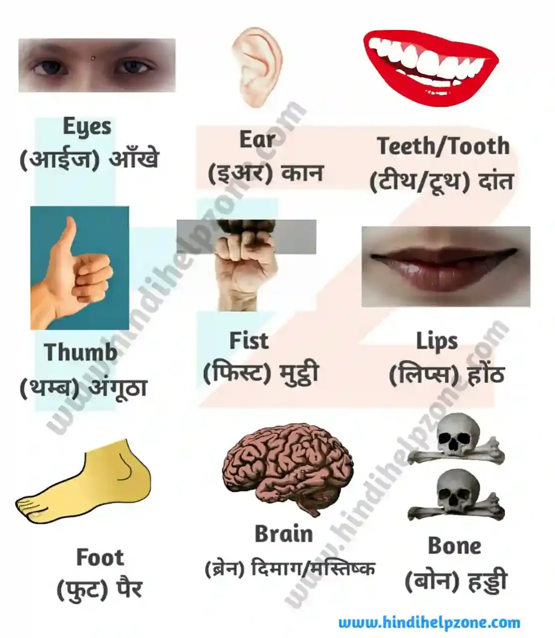 100+ Human Body Parts Name List In Hindi And English (pdf) - मानव शरीर के अंगों के नाम