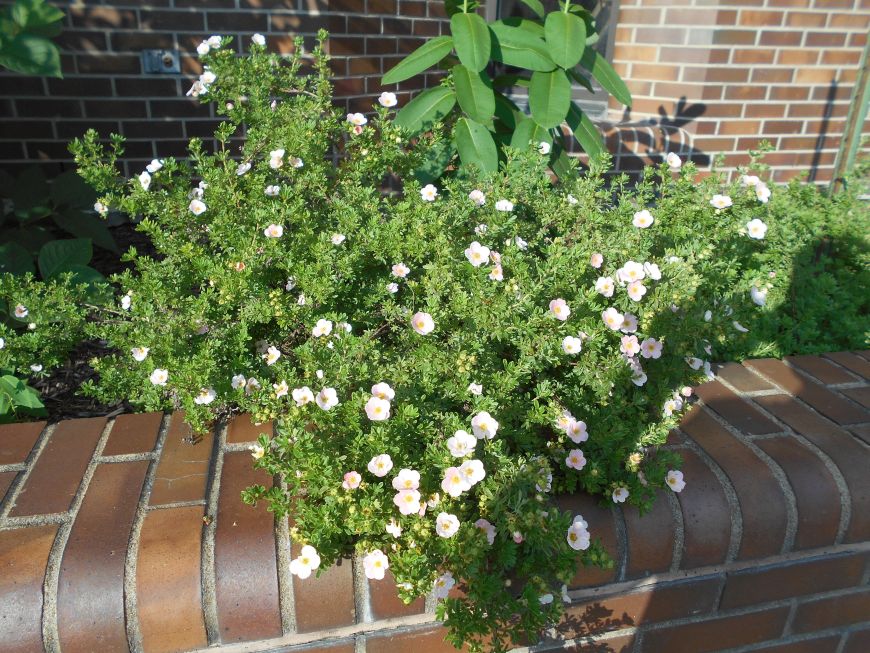 Sagescript Institute Marian Flowers Flowers For Mary