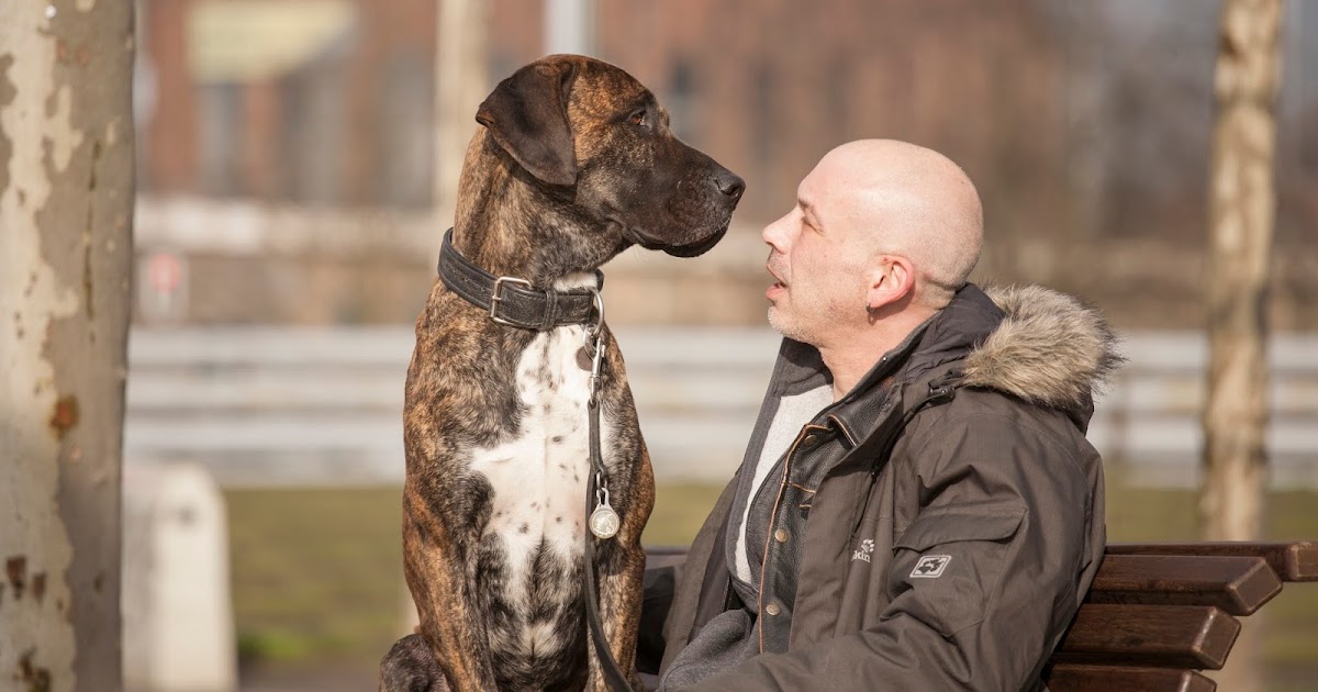 GASSIREPORT Hundeblog Wie der Herr, so’s Gescherr?! (Unsere Glosse aus