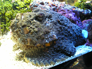 السمكة الصخرية المرجانية Stone Fish