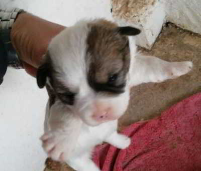 Perseo ajo comunidad Aldoo, cachorro de tamaño pequeño en adopción - Córdoba