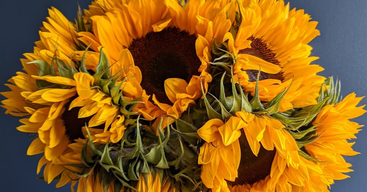 Arena Flowers Subscription Review Sunflowers — Liquid Grain
