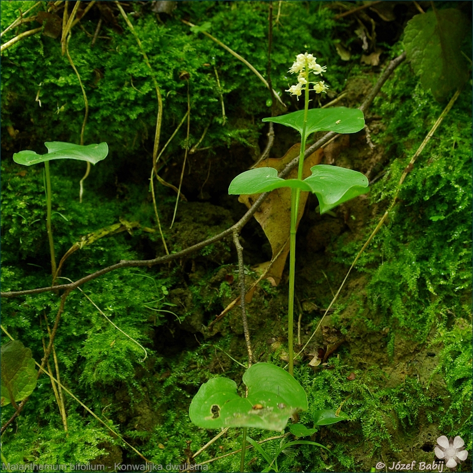 Maianthemum bifolium - Konwalijka dwulistna