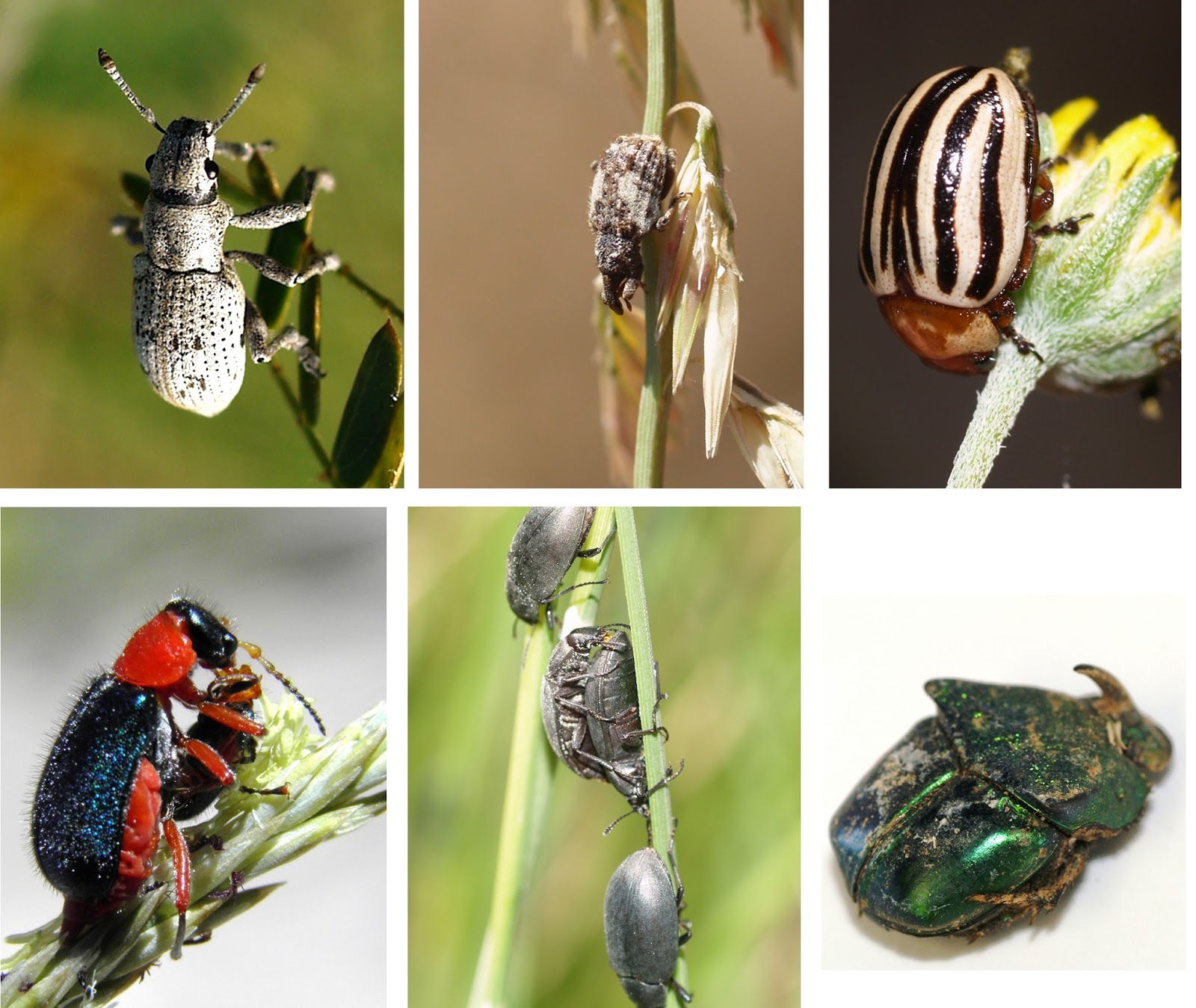 Arizona: Beetles, Bugs, Birds and more: 2017