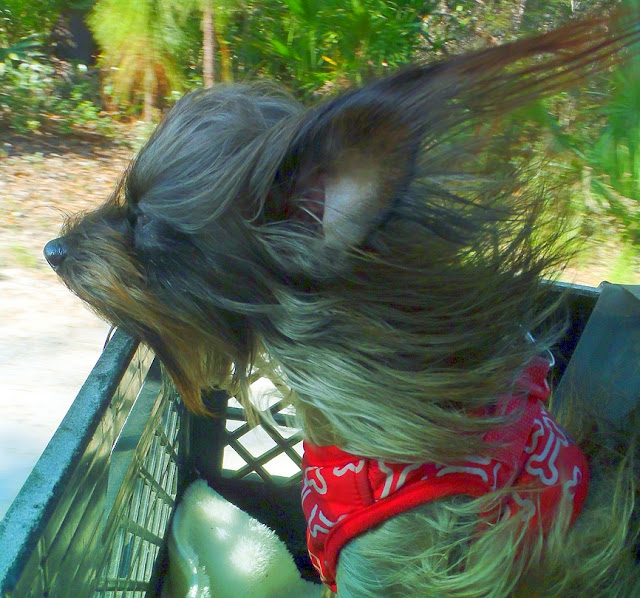 bark ranger patrol at Faver-dykes state park florida photo by dear miss mermaid