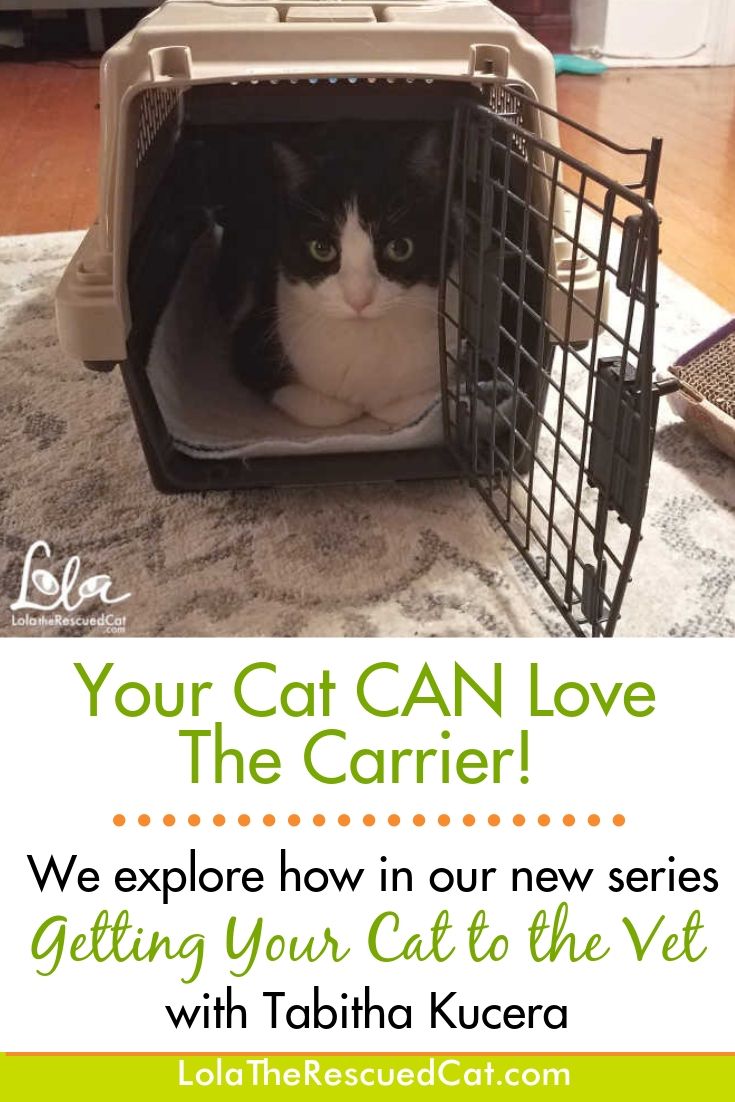 Getting Your Cat to the Vet Your Cat CAN Love Their Carrier! Lola