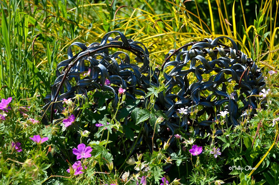 Spiraea Vanhouttei Stock Photos Spiraea Vanhouttei Stock Images