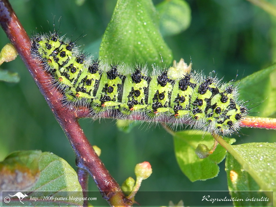 WILDLIFE GATEWAY La chenille du Petit Paon de Nuit