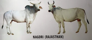  దేశియ గోమాత జాతులు - Holy Indian Cows