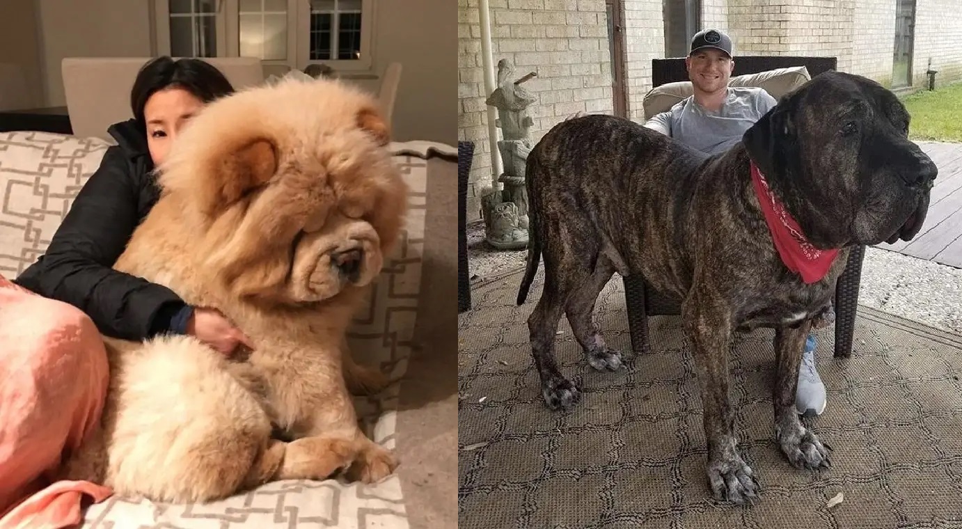 Chow Perritos Que Parecen Ositos De Peluche Raza De Perros Que