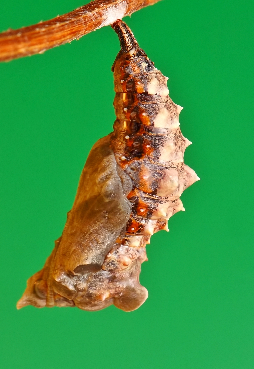 JJ's Photographic nature blog Do Butterflies remember being Caterpillars?