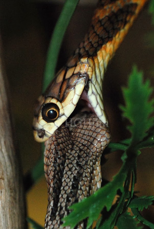 Myths on Snakes in India Common Snakes of South India & Information on