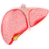 How To Maintain A Healthy Liver