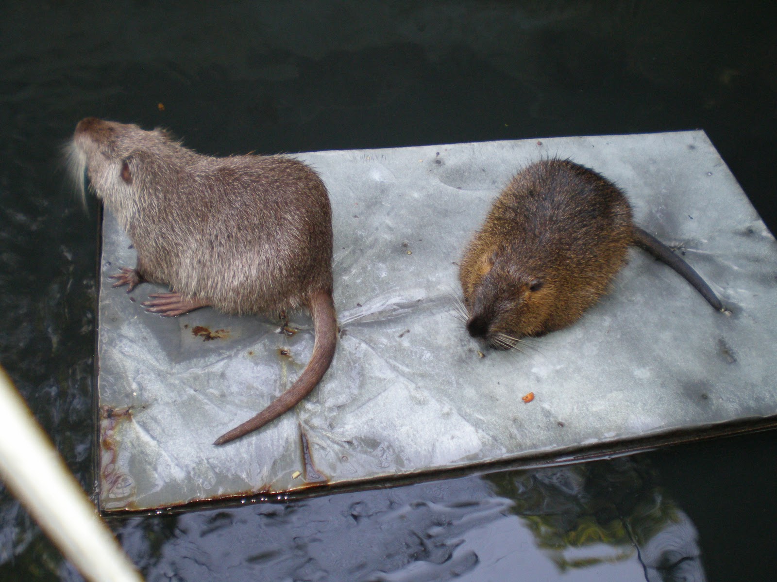 Солнечная система: Животный и растительный мир Земли
