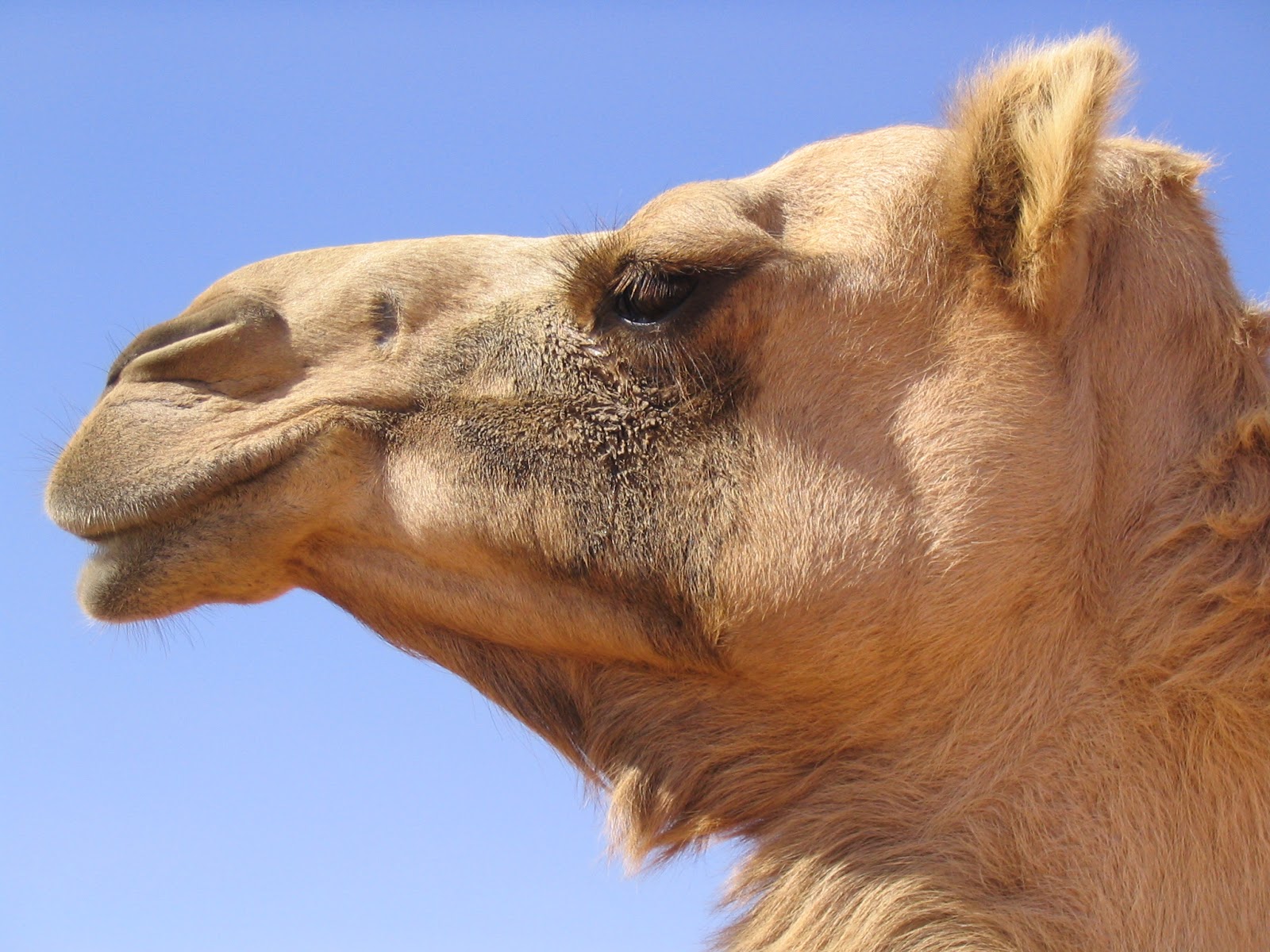 أروع صور جمل Camel.