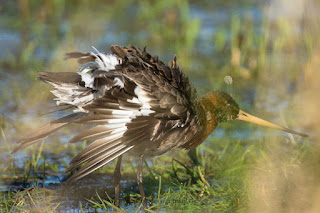 Wildlifefotografie Uferschnepfe