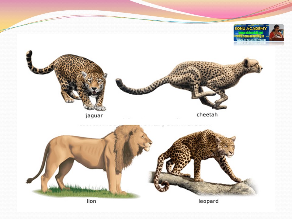 SONU ACADEMY FOODWHERE IT COMES FROMTEXT