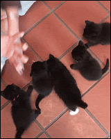 Funny Kitten GIF • Girl feeding five kitties together with food on five fingers. Very cute and funny
