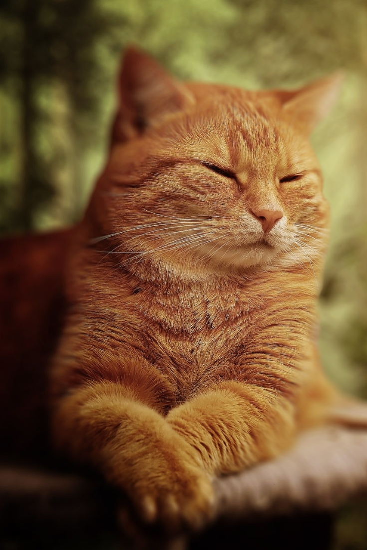 Orange Tabby Cat Wallpapers | pixstellen