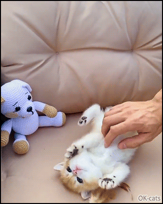 Cute Kitten GIFs • Adorable kitty with a white fluffy belly likes sweet belly rubs Cute Kitten GIFs • Adorable kitty with a white fluffy belly likes sweet belly rubs