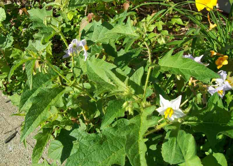 Rensselaer Adventures Horse nettle