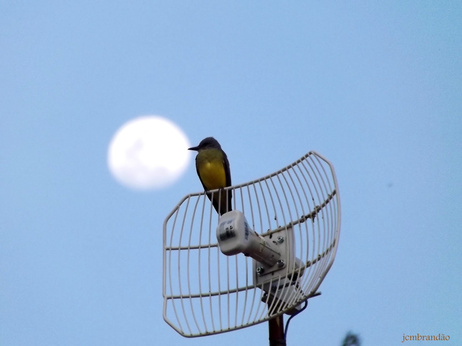 poesia & crônica : O PÁSSARO E A LUA