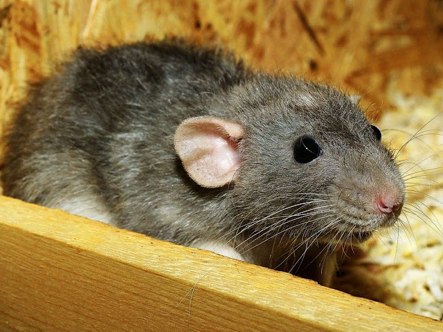 8 Cara Mengusir Tikus Di Rumah Yang Membandel Untuk Selamanya Arafuru