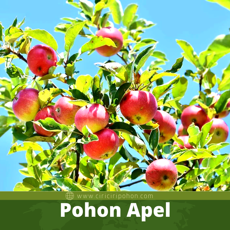 Pohon Apel