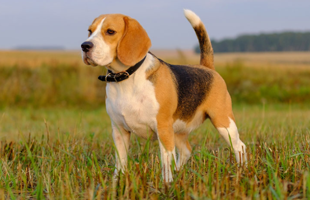 Blue Hair Beagle Puppy Price - wide 4