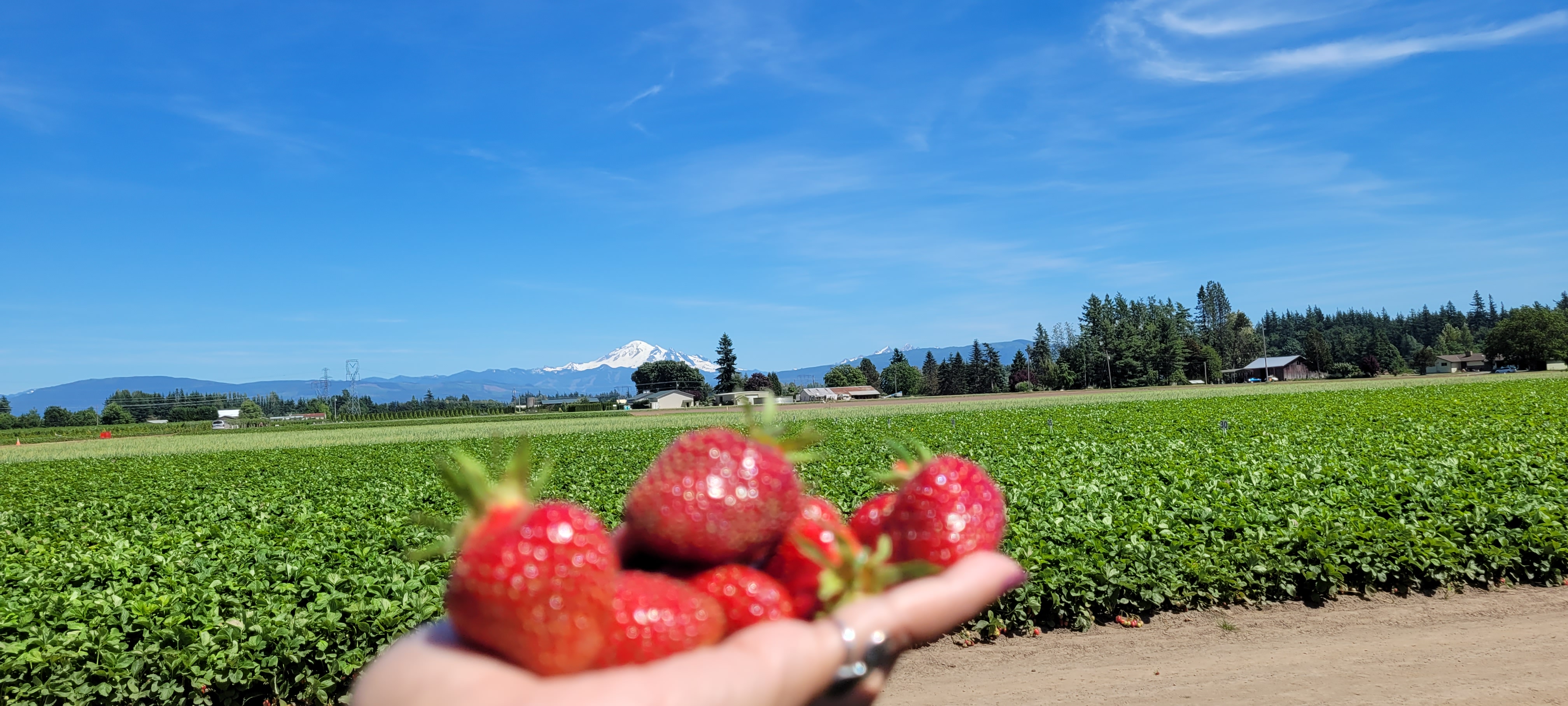 Upick Strawberries at Boxx Berry Farm
