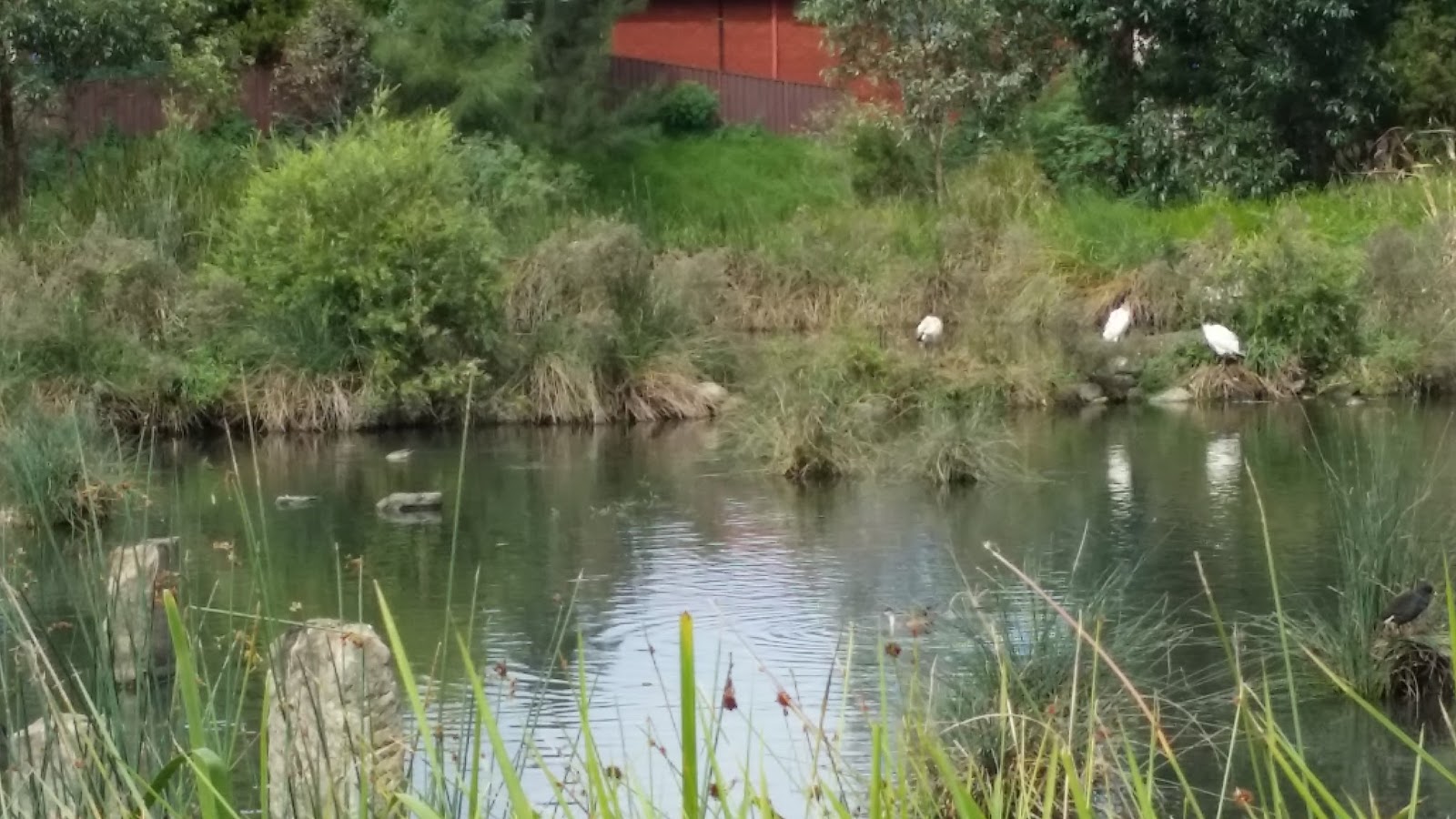Counting Cormorants Cup and Saucer Creek Wetland