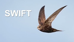 Penguins and Swift Bird पेंगुइन और स्विफ्ट