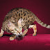 Bengal Cats Canada