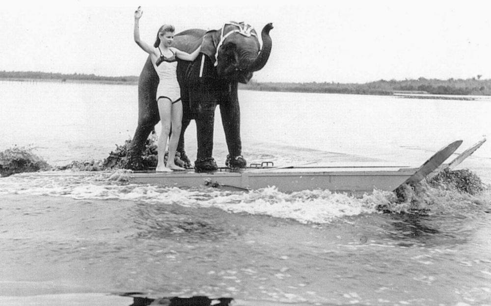 Queenie Waterskiing Elephant 5 