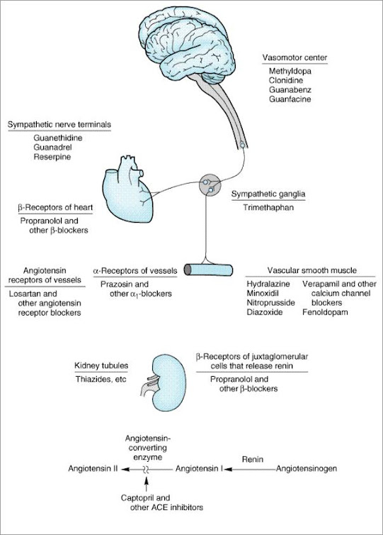 Sites of action of the major classes of anti-hypertensive drugs