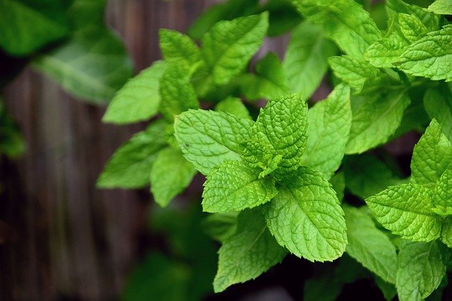 Plant extracts, which can enhance your beauty