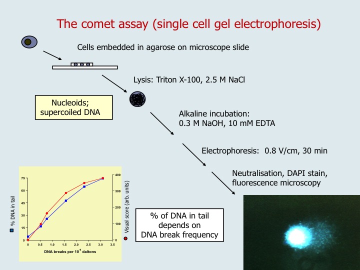 Andrew Collins The COST Action, The comet assay as a human