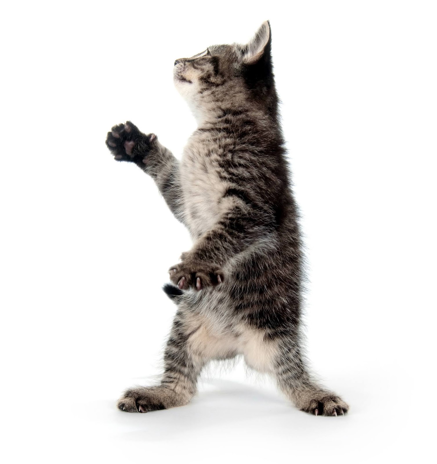 Котики в движении. Танцующий белый кот. Танцующий кот на белом фоне. Домашние животные в движении
