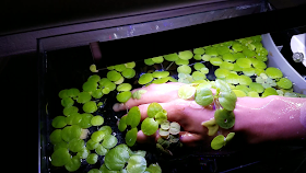Frogbit floating plants stuck on hand during water changes