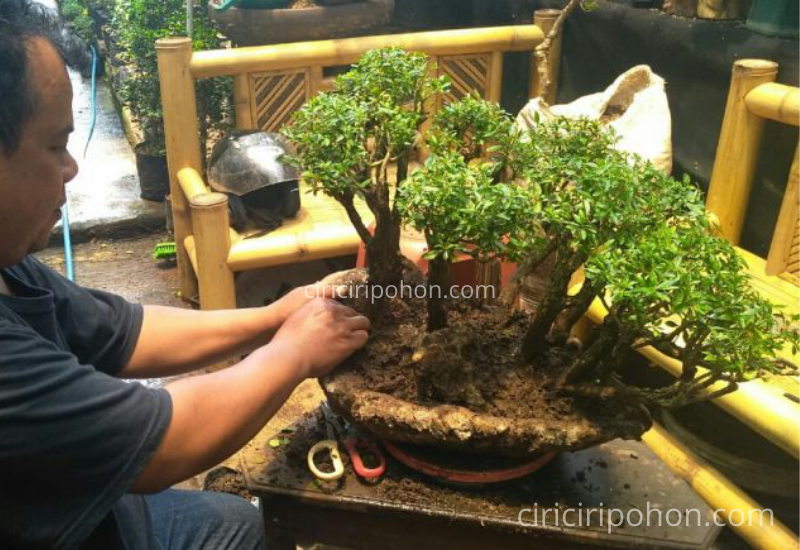 Ciri Ciri Pohon Bonsai