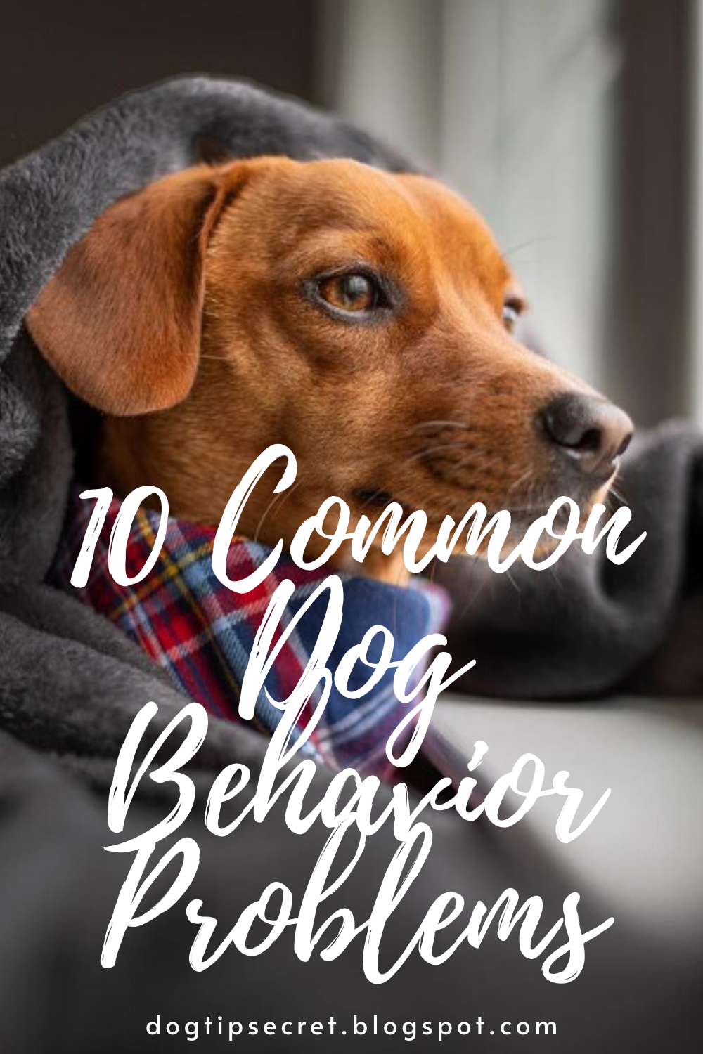 10 Common Dog Behavior Problems Dog Training Tips Dog Tips Secret